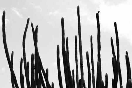 black and white picture of cacti